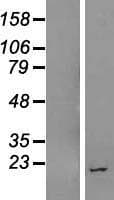 Human LINC00909 Protein (Over-Expression Lysate Myc-DDK (Flag))