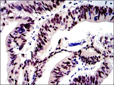 JUN / c-Jun Antibody (clone 5B1)
