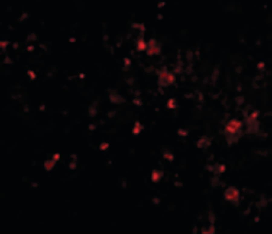 Monoclonal Mouse anti-Human TMEM142A / ORAI1 Antibody (clone 3F6H5, IHC, IF, WB)