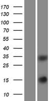 SCGF Protein (Over-Expression Lysate Myc-DDK (Flag))
