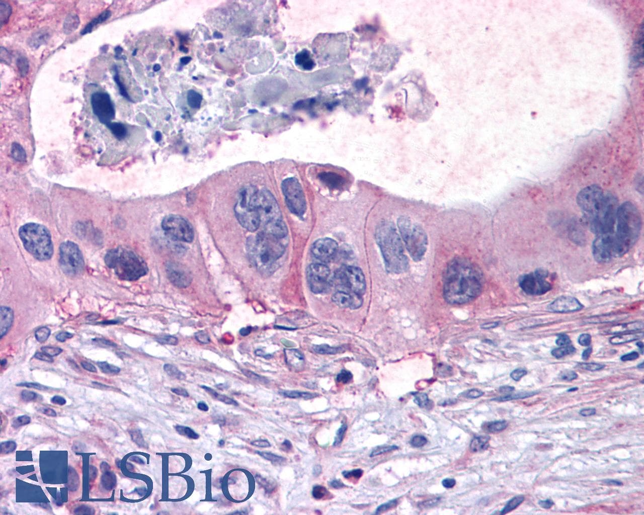 PathPlus™ FFAR1 / GPR40 Antibody (C-Terminus)