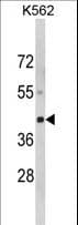 Luc7 / LUC7L Antibody (aa308-336)
