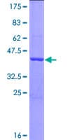 Human FIS1 Protein (Recombinant GST)