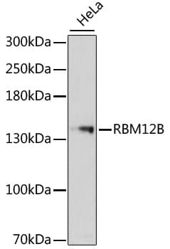 RBM12B Antibody