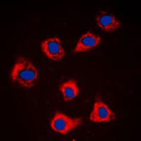 CASP9 / Caspase 9 Antibody (Internal)