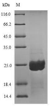 Aspergillus niger Aspergillopepsin-2 Protein (Recombinant 6His-SUMO, N-terminus)