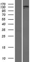 ADAMTS3 Protein (Over-Expression Lysate Myc-DDK (Flag))