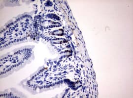 BrdU Antibody (clone 4G7)