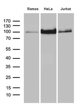 MALT1 Antibody (clone OTI4H10)