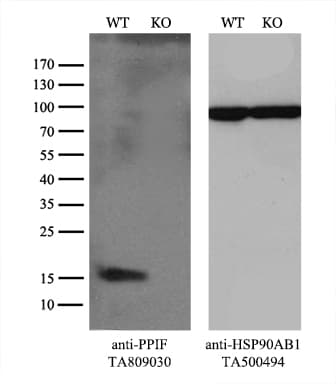 IHC-plus™ PPIF / Cyclophilin F Antibody (clone OTI7D12)