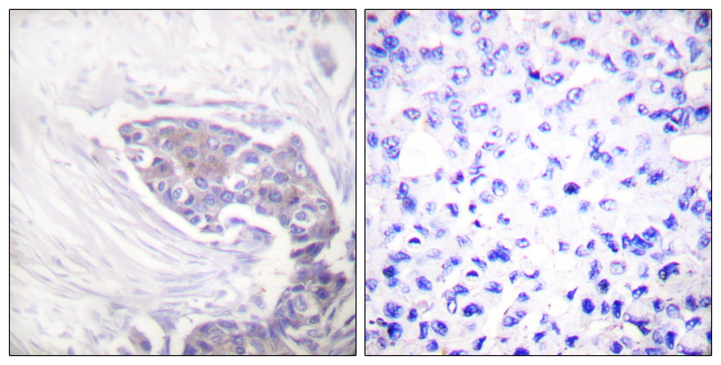 TXNRD2 Antibody (aa471-520)