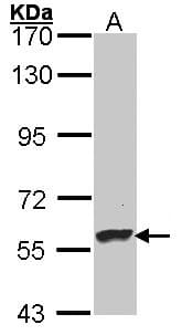 IHC-plus™ DBH/Dopamine Beta Hydroxylase Antibody (Internal)
