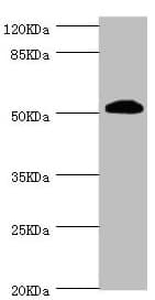 Polyclonal Rabbit anti-Human ZC3HC1 / NIPA Antibody (WB)