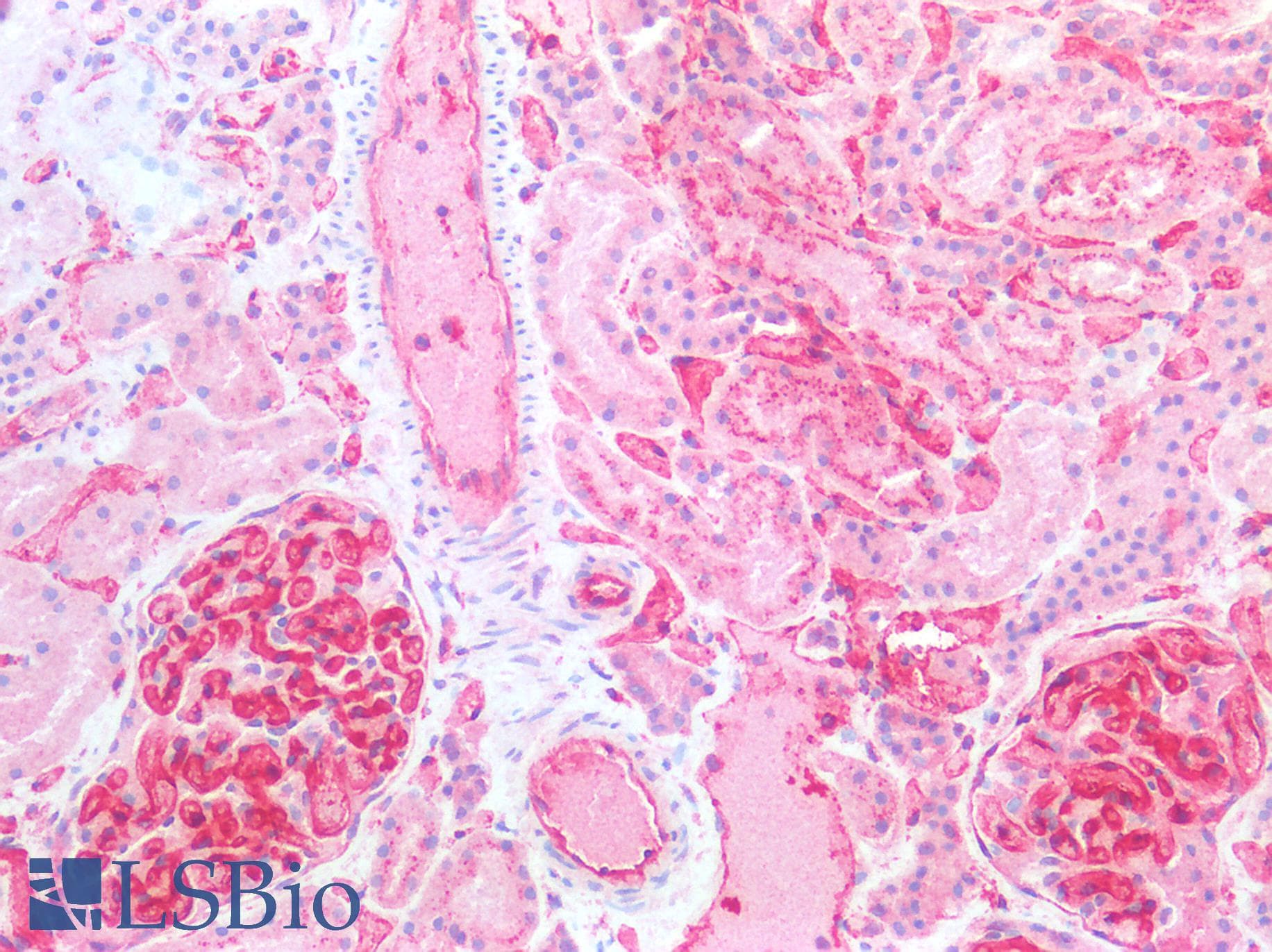IHC-plus™ IgG FcRn + Beta-2-Microglobulin Antibody