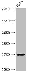 IHC-plus™ C1D Antibody (aa1-135)