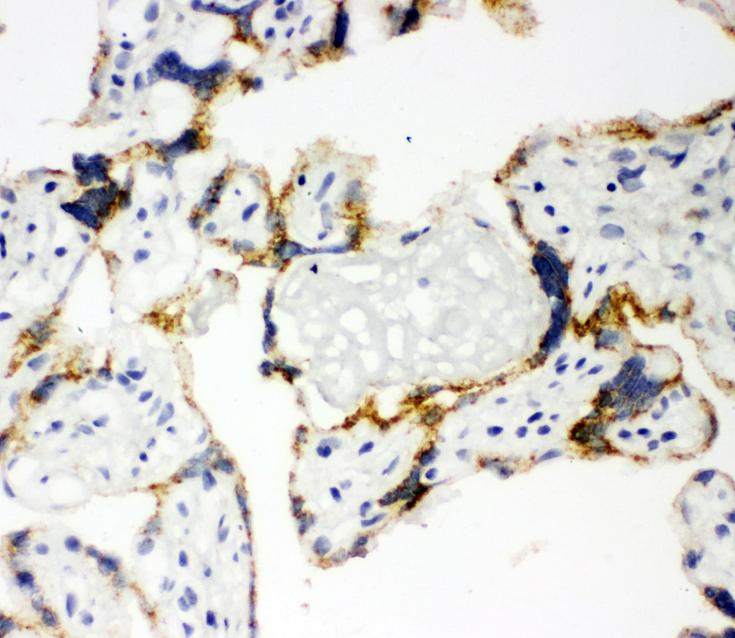 P450SCC / CYP11A1 Antibody (aa507-521)