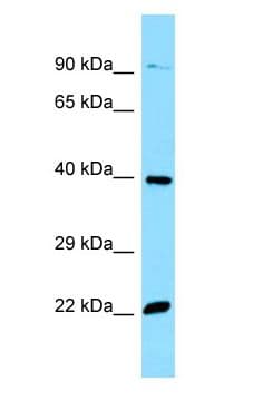 OR51E2 / PSGR Antibody (C-Terminus)