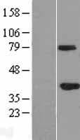 Human GMPR2 Protein (Over-Expression Lysate Myc-DDK (Flag))