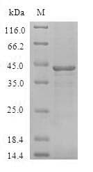 Human BCL2L15 Protein (Recombinant GST, N-terminus)