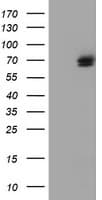 TULP3 Antibody (clone OTI4E5)