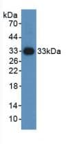 HIF1A / HIF1 Alpha Antibody (aa588-836, FITC)