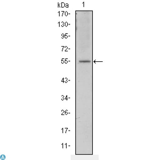ATF2 Antibody