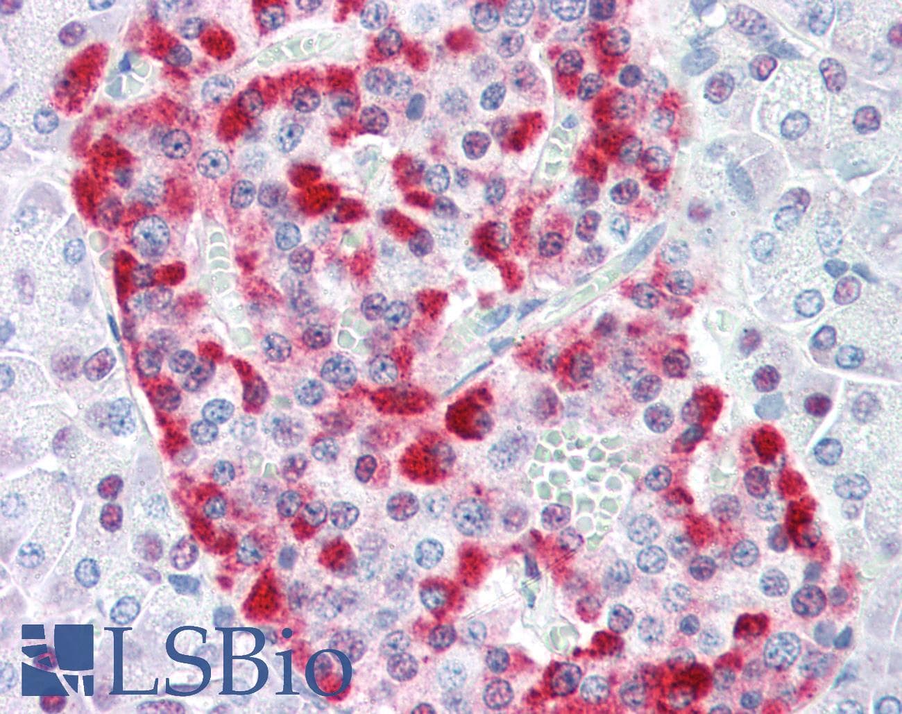 IHC-plus™ DFFA / ICAD / DFF45 Antibody