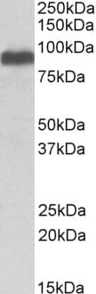 Polyclonal Goat anti-Human ITCH / AIP4 Antibody (aa714-726, IF, WB)