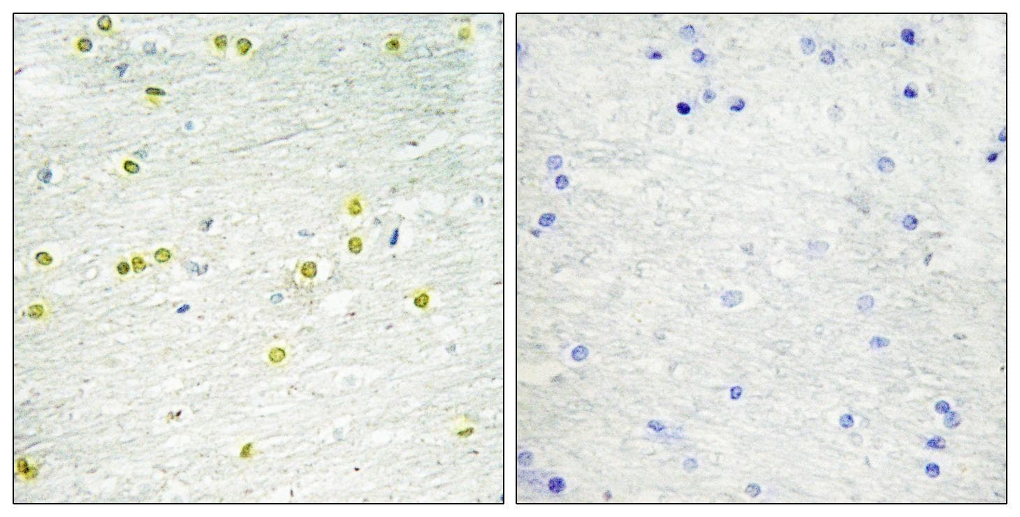 Histone H3 Antibody