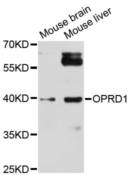 Polyclonal Rabbit anti-Human OPRD1 / Delta Opioid Receptor Antibody (WB)
