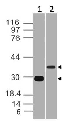 AIM / CD5L Antibody