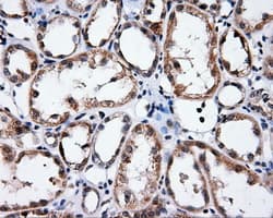 MCL1 / MCL 1 Antibody (clone OTI9D7)