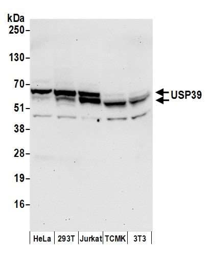 Polyclonal Rabbit anti-Human USP39 Antibody (aa515-565, WB)