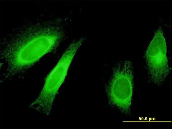 STAU1 / Staufen Antibody (clone 3D8)