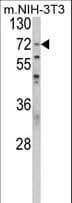 PABPC1 / PABP1 Antibody (aa250-279)