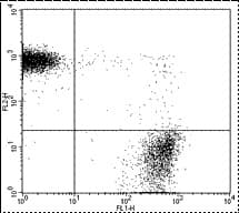 CD45 / LCA Antibody (clone 30-F11, FITC)