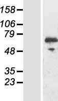 RIOK3 Protein (Over-Expression Lysate Myc-DDK (Flag))
