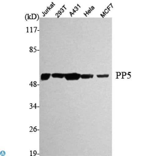 PPP5C Antibody