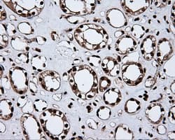 MCL1 / MCL 1 Antibody (clone OTI3A12)