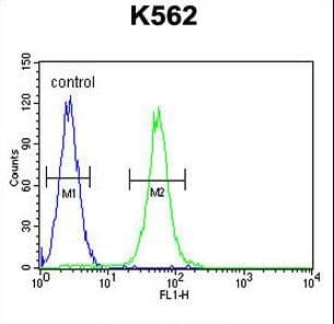 AASS / LKR / SDH Antibody (aa805-834)