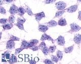 IHC-plus™ GPR17 Antibody (N-Terminus)