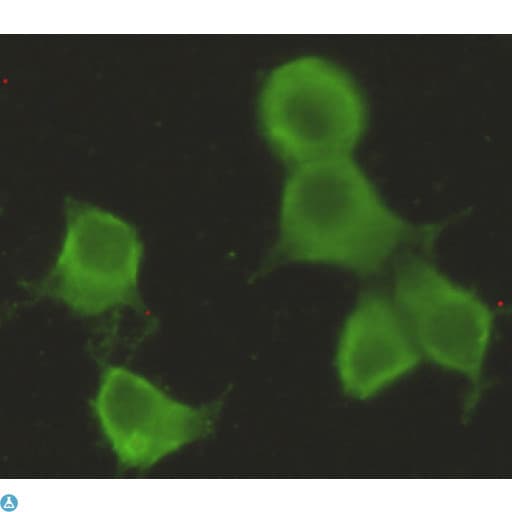 CHRDL1 Antibody