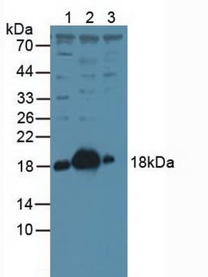 STMN1 / Stathmin / LAG Antibody (aa2-149, PE)