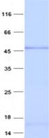 Human NCK1 / NCK Protein (Recombinant His, N-Terminal)