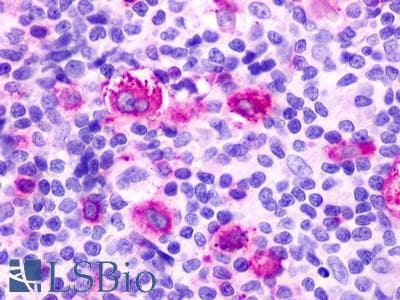 PathPlus™ RXFP4 / GPR100 Antibody (C-Terminus)