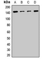 SYMPK / Symplekin Antibody
