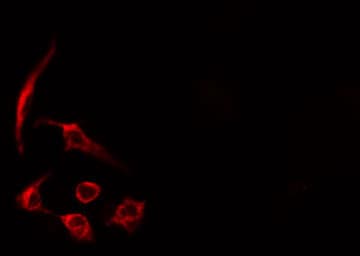 GAPIII / RASA3 Antibody