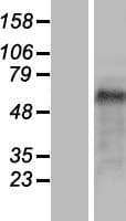 TRIP10 / CIP4 Protein (Over-Expression Lysate Myc-DDK (Flag))