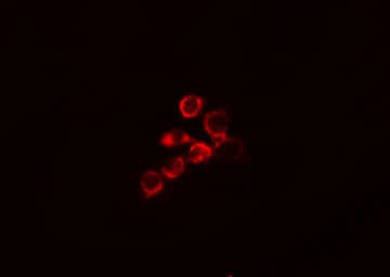 DLGAP1 Antibody