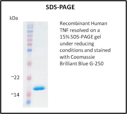 Human TNF Alpha Protein (Recombinant)
